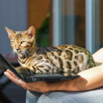 Cat on Notebook